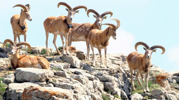 Anadolu yaban koyununu avlama bedeli 675 bin TL