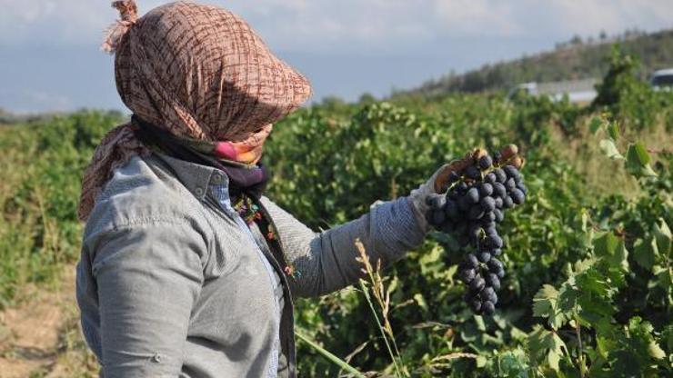 Gaziantepte, üzüm hasadı devam ediyor