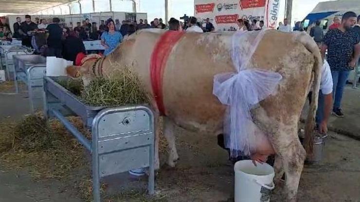 Ankarada süt sağma yarışması