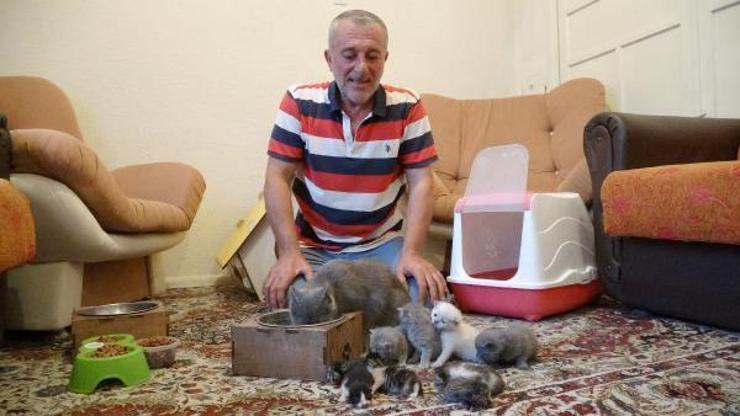 Sokakta bulduğu yavru kedileri sahiplendi, evinde bakıyor