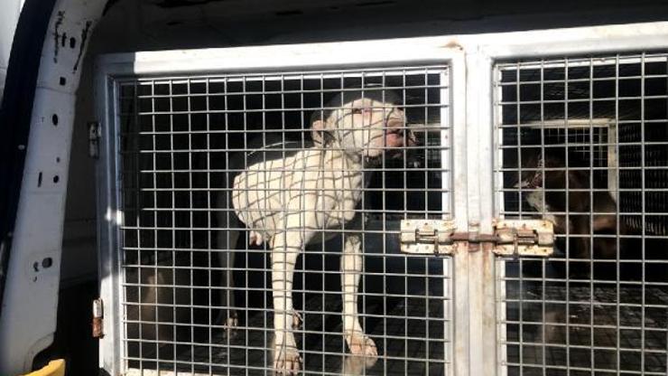 Mersinde 9 ayda 143 yasaklı ırk köpeğe el konuldu