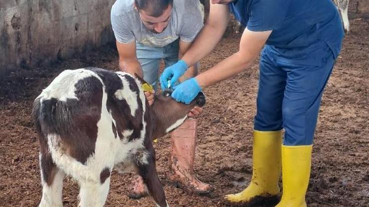 Veteriner Hekimler Odası’ndan besicilere ‘şap aşısı’ çağrısı