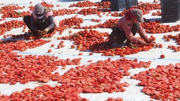 İtalyanın dünyaca ünlü pizzalarını Erciyesin eteklerinde kurutulan domatesler süslüyor