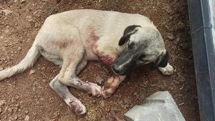 Aracın çarptığı köpek tedaviye alındı