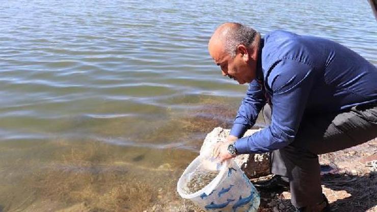 Sivasta 860 bin yavru sazan göllere bırakıldı