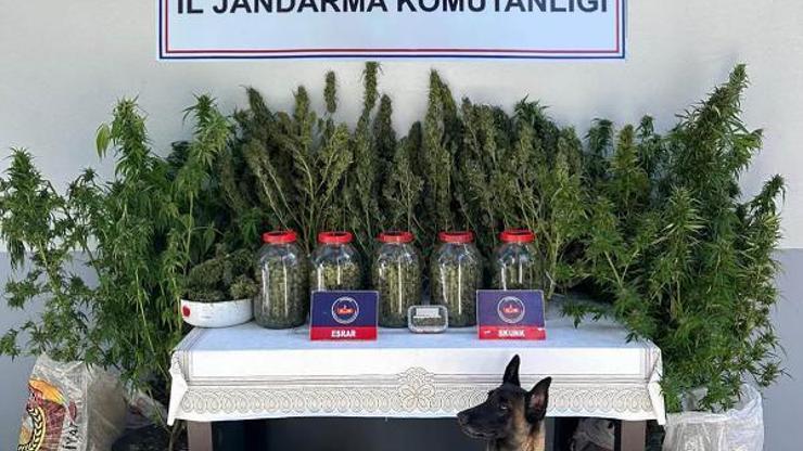 Çankırıda 13 kilo 744 gram esrar ele geçirildi