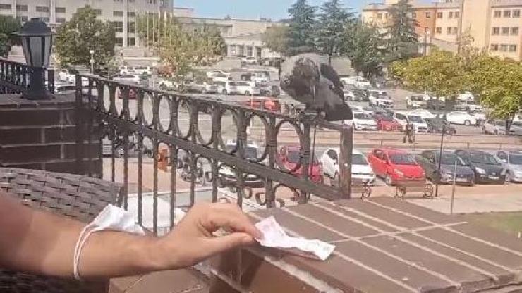 Karga, masanın üzerine bırakılan parayı götürdü