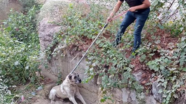 Dere yatağına düşen köpek kurtarıldı