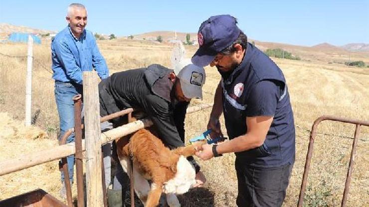 Sivasta büyükbaş hayvanlara suni tohumlama uygulaması