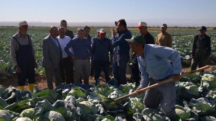 Niğde lahana üretiminde Türkiye’de ikinci sırada