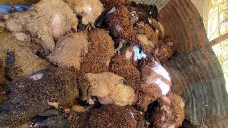 Bingöl’de ağıla giren kurtlar, 50 küçükbaşı öldürdü
