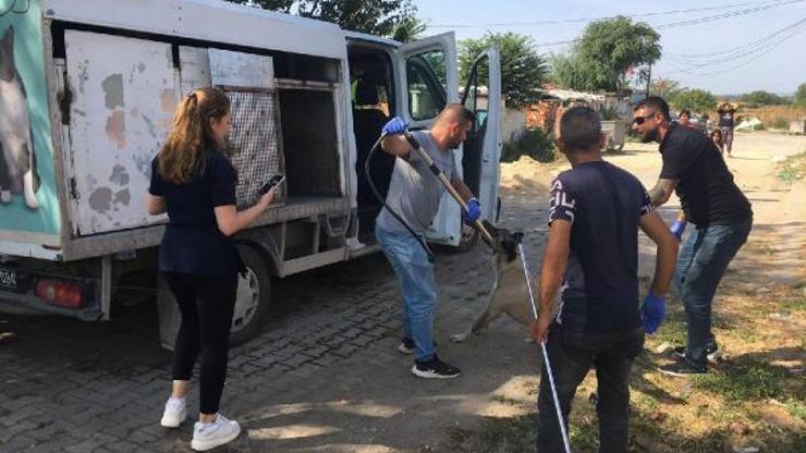 Edirne’de okul çevrelerindeki saldırgan köpekler toplanıyor