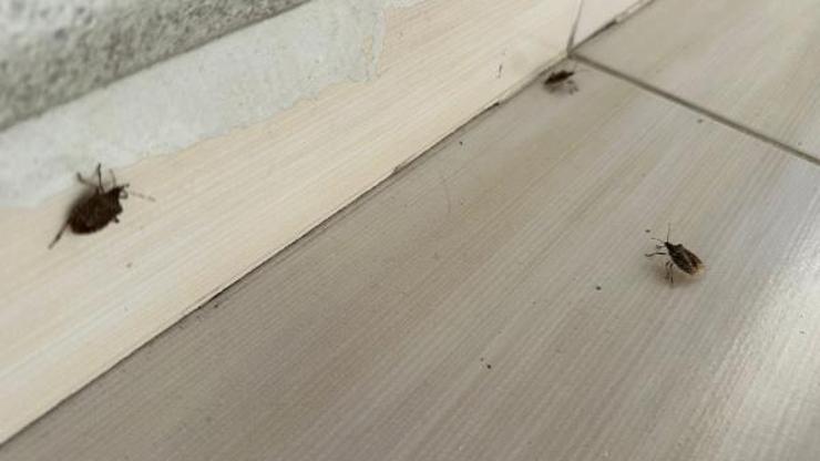 Bartın’da ‘kahverengi kokarca’ popülasyonu arttı