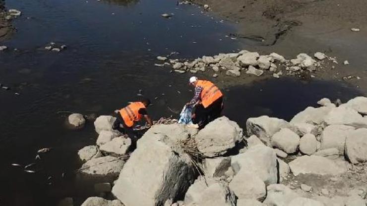Karasu Çayı’nda kıyıya vuran balıklar toplanıp, çukura gömüldü