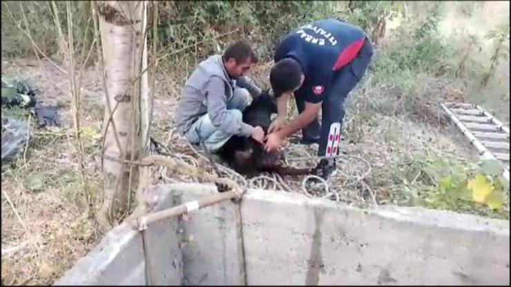 Tokat’ta kuyuya düşen keçiyi itfaiye kurtardı