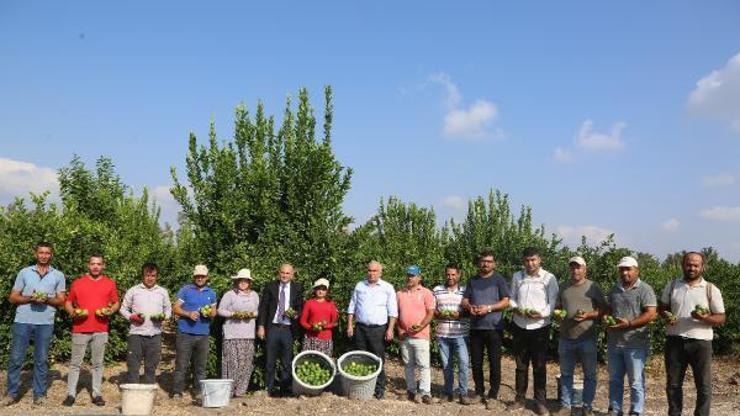 Mersinde limon hasat başladı