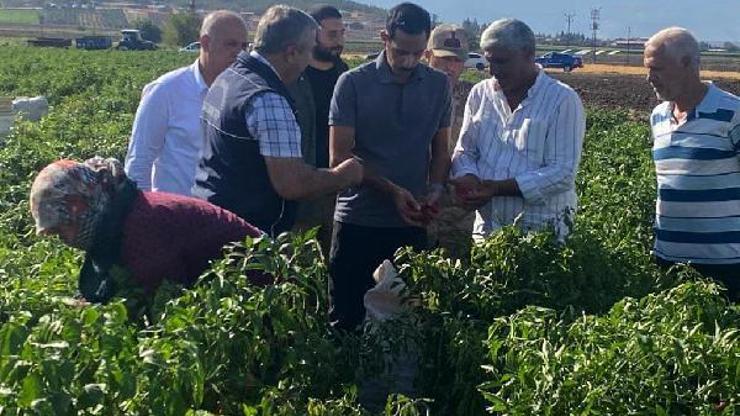 Kaymakam Soylu, biber hasadına katıldı