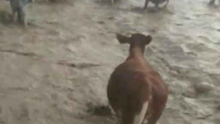 Çobanların ve hayvanları ile selden kurtulma anı kamerada