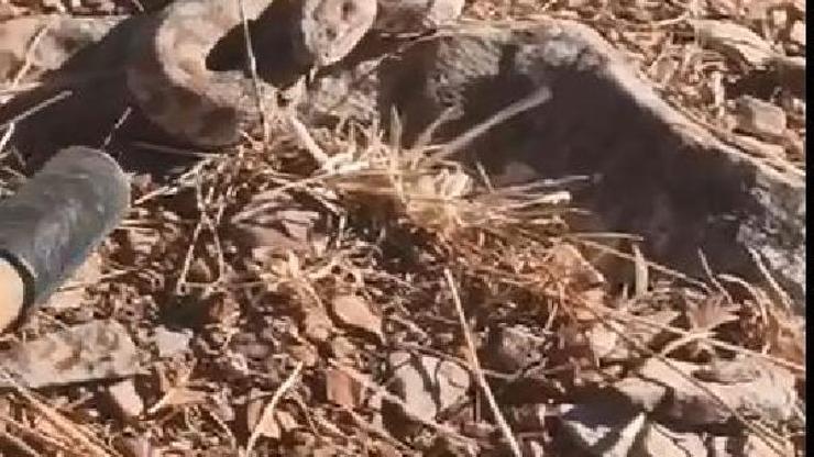 Mardin’de çoban, ‘koca engerek’ yılanını görüntüledi