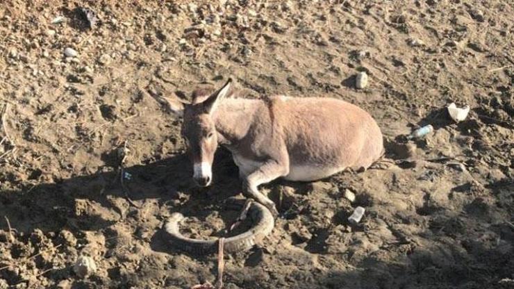 Bataklığa saplanan eşeği AFAD ekibi kurtardı