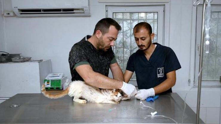 38 can dostu Kuşadasında hayata tutundu