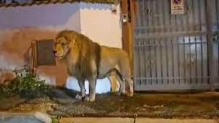 Sirkten kaçan aslan İtalya sokaklarını turladı