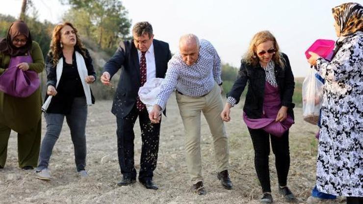 Akdenizde organik bitkiler toprakla buluştu
