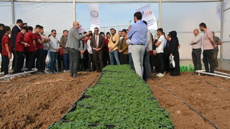 Silopi’de meslek lisesi öğrencileri, 2 dönüm araziye 3 bin 500 domates fidesi ekti