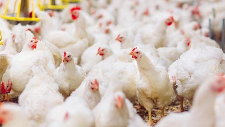 Japonya’da kuş gribi alarmı: 72 bin kümes hayvanı itlaf edilecek