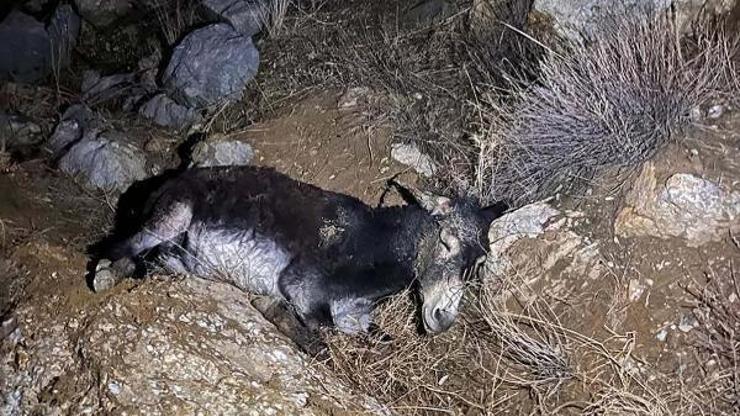 Çankırıda kayalıklara düşen eşek kurtarıldı