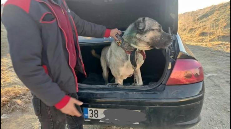 Can Dostlarımız operasyonu... Bakan Yerlikaya: Köpek dövüştüren 37 kişi yakanlandı