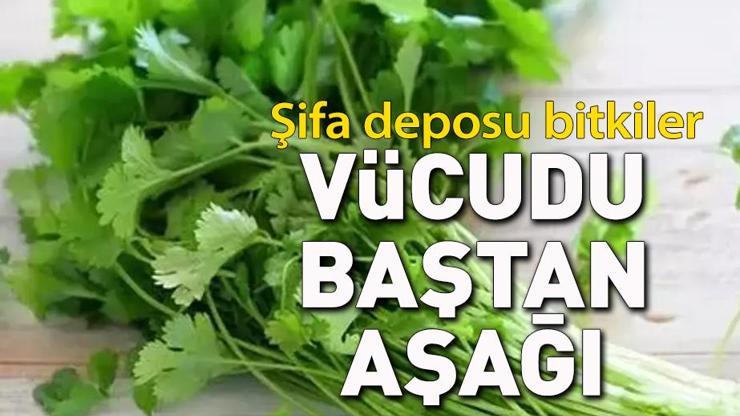Bu bitkiler vücudu baştan aşağı temizliyor