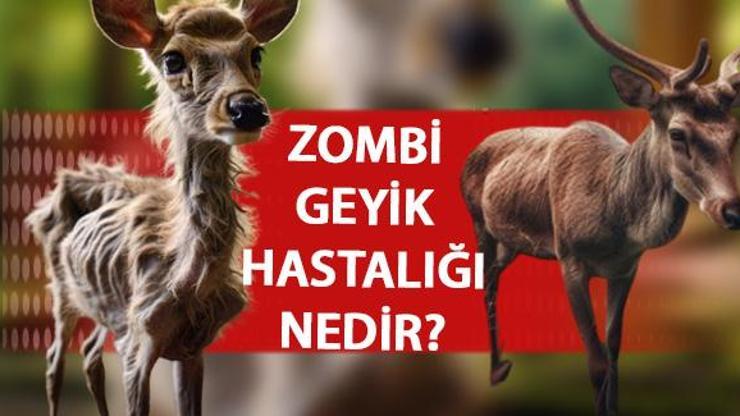 Zombi geyik hastalığı nedir, belirtileri nelerdir, nasıl bulaşır, insana geçer mi