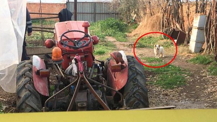 Paşa traktörün altında kalan sahibinin yanından ayrılmadı