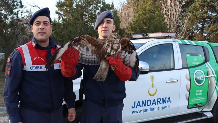 Jandarmanın bitkin halde bulduğu şahin, tedaviye alındı