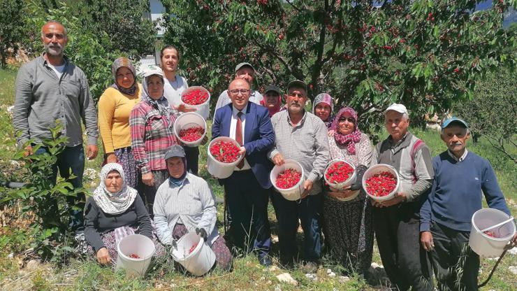 Mersin’de turfanda kiraz hasadı başladı