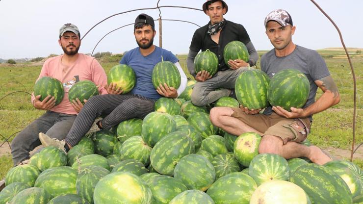 Adana’da sezonun ilk karpuz hasadı başladı