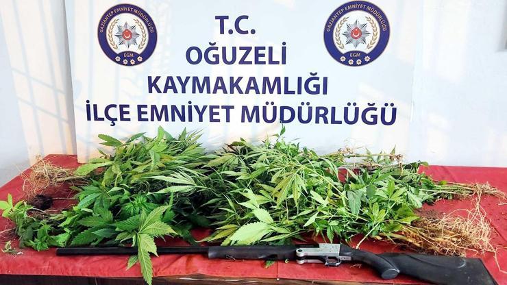 Gaziantepte, 67 kök kenevir ele geçti