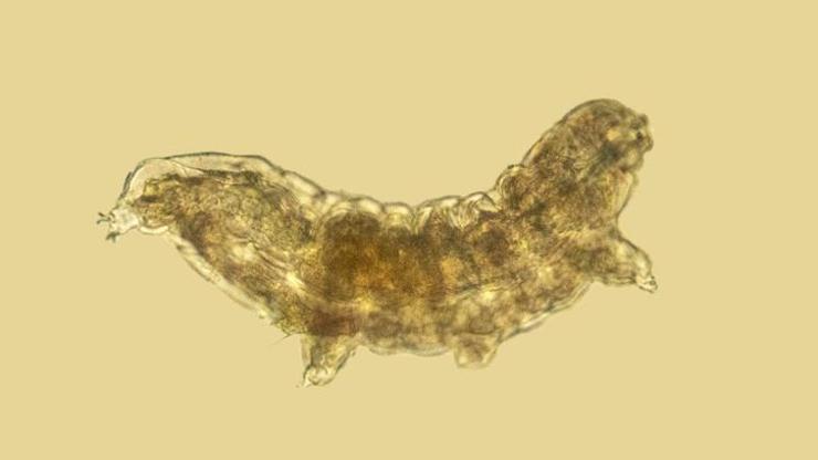 Tardigrade Nedir Tardigradlar: Olağanüstü Dayanıklılığı Olan Mikroskobik Hayvanlar