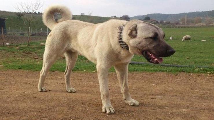 Anadolu Çoban Köpeği Özellikleri Nelerdir Anadolu Çoban Köpeği Bakımı Nasıl Yapılır
