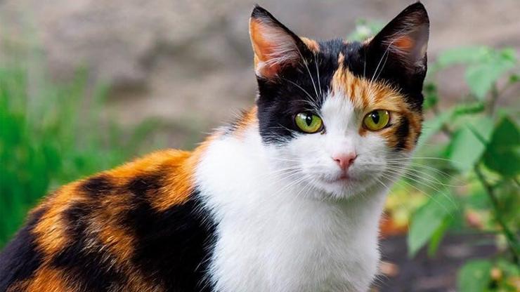 Calico Kedisi Özellikleri Nelerdir Calico Kedisi Bakımı Nasıl Yapılır