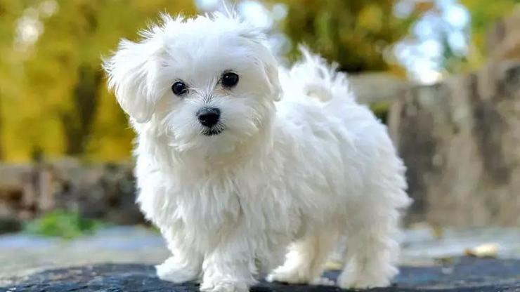 Malta Köpeği Özellikleri Nelerdir Malta Köpeği Bakımı Nasıl Yapılır