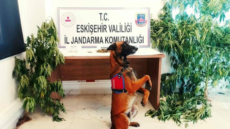 Evinde hint keneviri yetiştiren şüpheli yakalandı