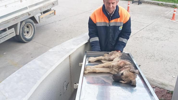 Belediye personeli, yaralı köpeği hastaneye yetiştirdi