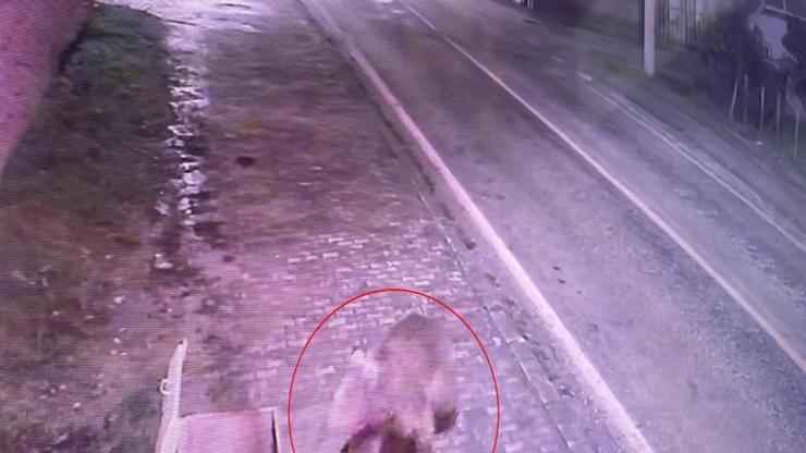 Bursada kaçan bozayı, 30 kişilik ekip tarafından aranıyor