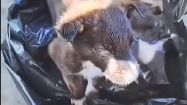 Edirnede yavru köpekler poşet içinde çöpe atıldı; 2 gözaltı