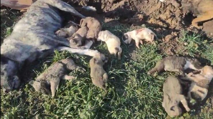 Osmaniyede, hayvan barınağında 21 köpek ölü bulundu