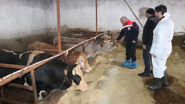 Sivasta ilkbahar dönemi şap aşılama kampanyası başladı