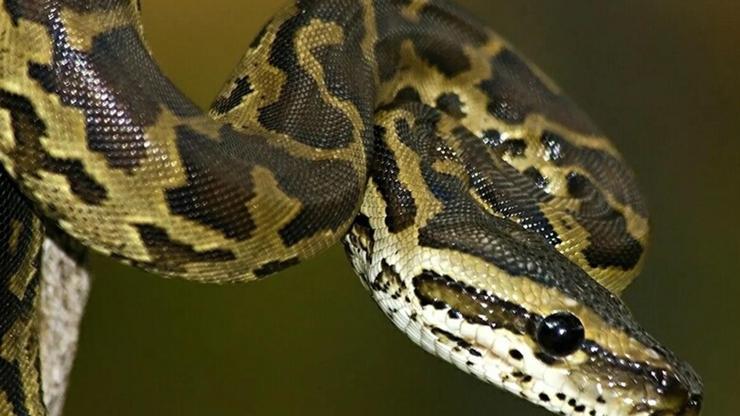 İnternette yasa dışı piton satışı