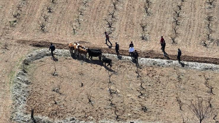 Nevşehirde çalınan 10 büyükbaş hayvan, dron ile bulundu